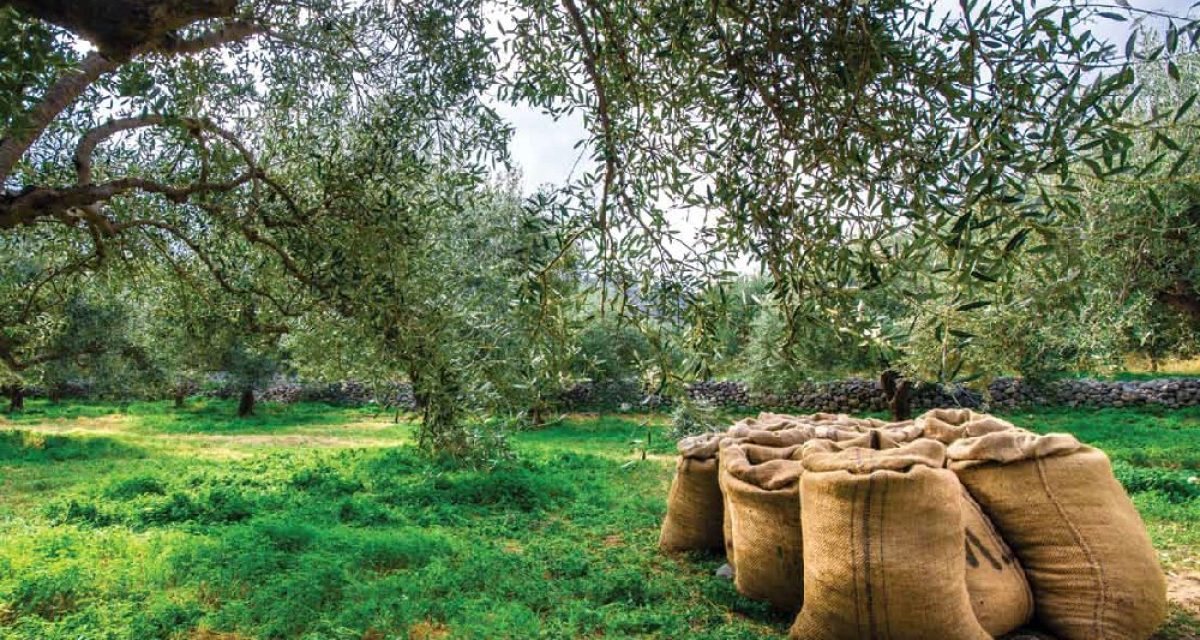 Ενημερωτική ημερίδα για τα έξυπνα αγροκτήματα βιολογικής ελιάς στις 22 Μαΐου