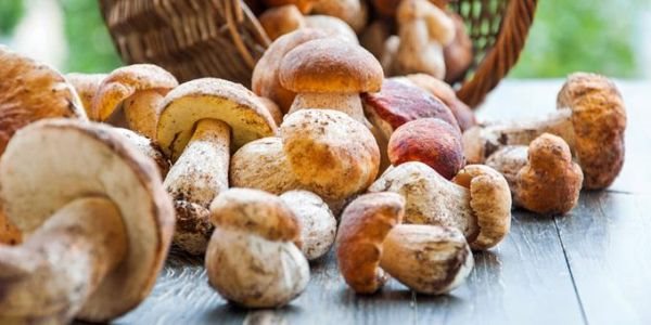 Η 6η Πανελλήνια Γιορτή Μανιταριών και Τρούφας 11- 13 Ιουλίου στην Αργαλαστή Μαγνησίας
