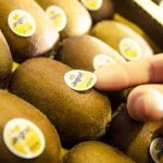 Αυξημένες στα 2,05-2,50 ευρώ το κιλό οι τιμές παραγωγού της Jingold στην Ελλάδα τη σεζόν 2024-25 - Fresher