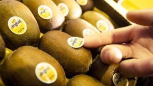 Αυξημένες στα 2,05-2,50 ευρώ το κιλό οι τιμές παραγωγού της Jingold στην Ελλάδα τη σεζόν 2024-25 - Fresher