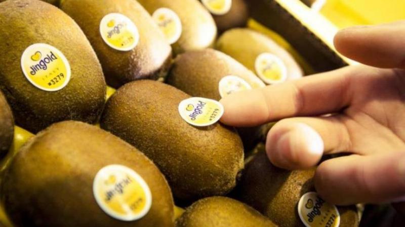 Αυξημένες στα 2,05-2,50 ευρώ το κιλό οι τιμές παραγωγού της Jingold στην Ελλάδα τη σεζόν 2024-25 - Fresher