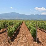 Κορυφώθηκε η πτήση της ευδεμίδας στο αμπέλι, συνίσταται επαναληπτικός ψεκασμός - Winetrails