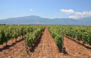 Κορυφώθηκε η πτήση της ευδεμίδας στο αμπέλι, συνίσταται επαναληπτικός ψεκασμός - Winetrails