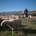 Κάλεσμα Κουρέτα για στήριξη με ζωοτροφές και προκαταβολή ενισχύσεων - Τυροκόμος