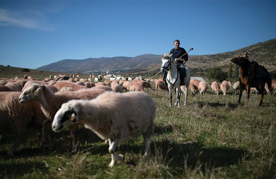 Κάλεσμα Κουρέτα για στήριξη με ζωοτροφές και προκαταβολή ενισχύσεων - Τυροκόμος