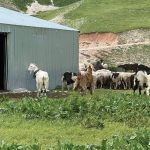 Σε φάσμα χρεοκοπίας  χιλιάδες κτηνοτρόφοι  εξαιτίας της ευλογιάς,  απλήρωτες ενισχύσεις ματαίωση επενδύσεων