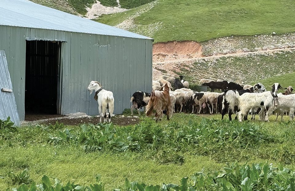 Σε φάσμα χρεοκοπίας χιλιάδες κτηνοτρόφοι εξαιτίας της ευλογιάς, απλήρωτες ενισχύσεις ματαίωση επενδύσεων