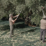 Σχόλιο -Κηδειόσημο της παραδοσιακής ελαιοκαλλιέργειας