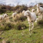 Αύξηση κρουσμάτων ευλογιάς σε πέντε περιοχές της χώρας