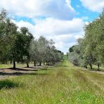 Σε ΦΕΚ το eco-scheme φυτοκάλυψης με 20 ευρώ το στρέμμα στο ΟΣΔΕ 2025