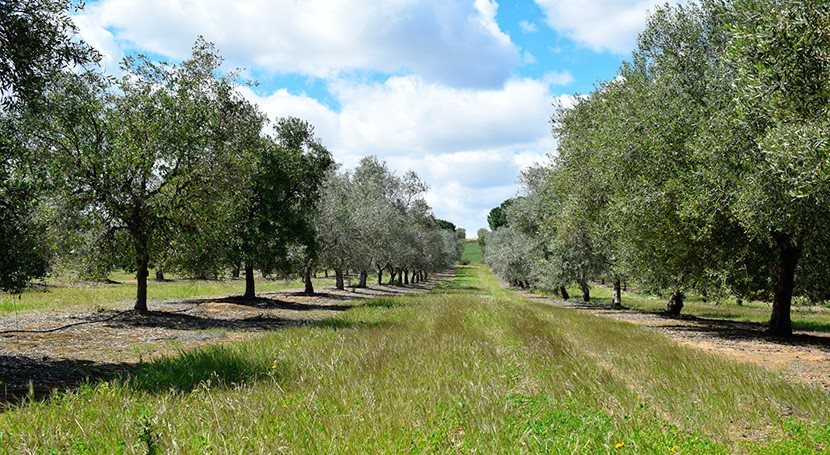 Σε ΦΕΚ το eco-scheme φυτοκάλυψης με 20 ευρώ το στρέμμα στο ΟΣΔΕ 2025