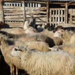 Σε οριακό σημείο λένε οι Θεσσαλοί κτηνοτρόφοι η μάχη με τις ζωονόσους