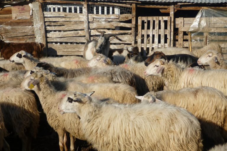 Σε οριακό σημείο λένε οι Θεσσαλοί κτηνοτρόφοι η μάχη με τις ζωονόσους