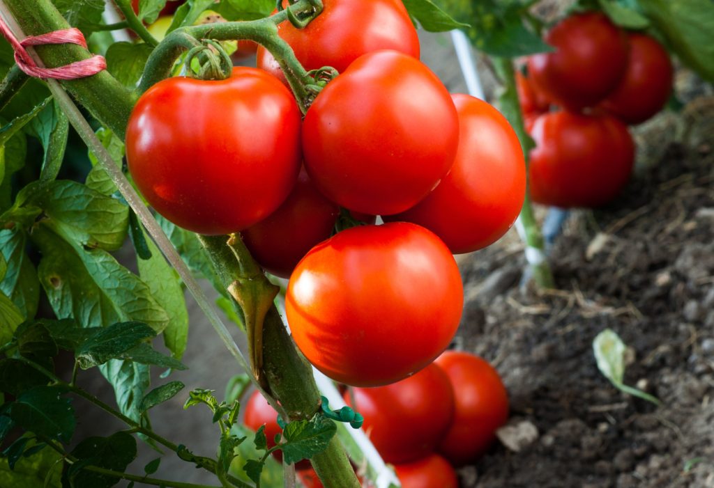 Η Bayer παράγει νέες ποικιλίες τομάτας ανθεκτικές στην καστανή ρυτίδωση - Fresher
