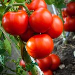 Η Bayer παράγει νέες ποικιλίες τομάτας ανθεκτικές στην καστανή ρυτίδωση - Fresher
