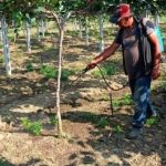 Ακτινίδιο, ένα φυτό με μεγάλη ευαισθησία στην χρήση ζιζανιοκτόνων