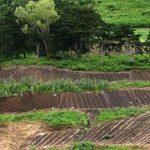 Προβλήματα από το πρόγραμμα Δάσωσης Γεωργικών Γαιών