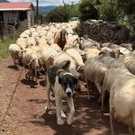 Σαρώνει πάλι η ευλογιά, υπό πίεση η κτηνοτροφία χωρίς έλεγχο οι εισαγωγές - Τυροκόμος