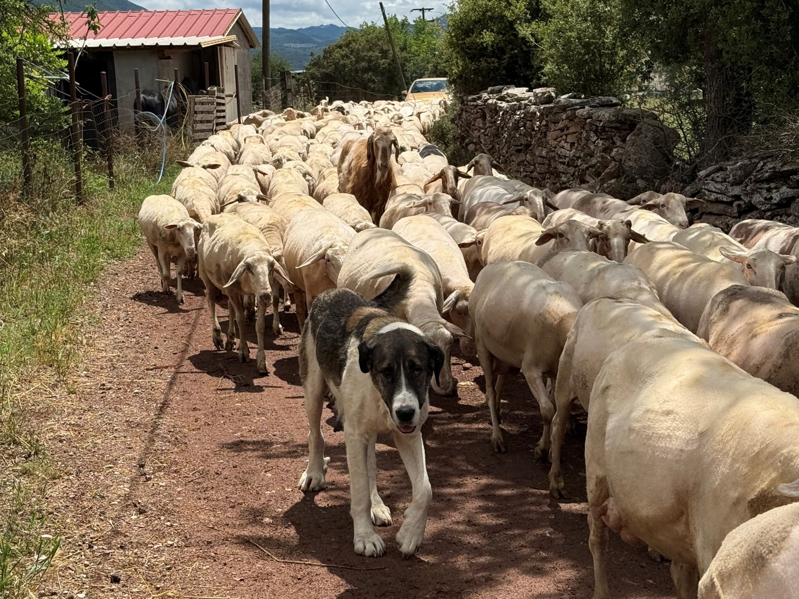 Σαρώνει πάλι η ευλογιά, υπό πίεση η κτηνοτροφία χωρίς έλεγχο οι εισαγωγές - Τυροκόμος