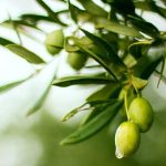 Το Ελαιοκομικό Μητρώο επανέρχεται