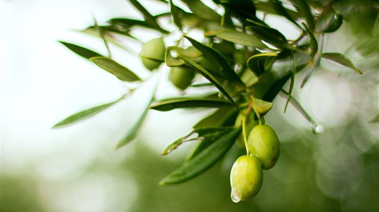 Το Ελαιοκομικό Μητρώο επανέρχεται