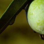 Το National Geographic για το «υγρό χρυσάφι» της Ελλάδας: Από την Ιερή Ελιά στη σύγχρονη παραγωγή