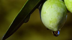 Το National Geographic για το «υγρό χρυσάφι» της Ελλάδας: Από την Ιερή Ελιά στη σύγχρονη παραγωγή