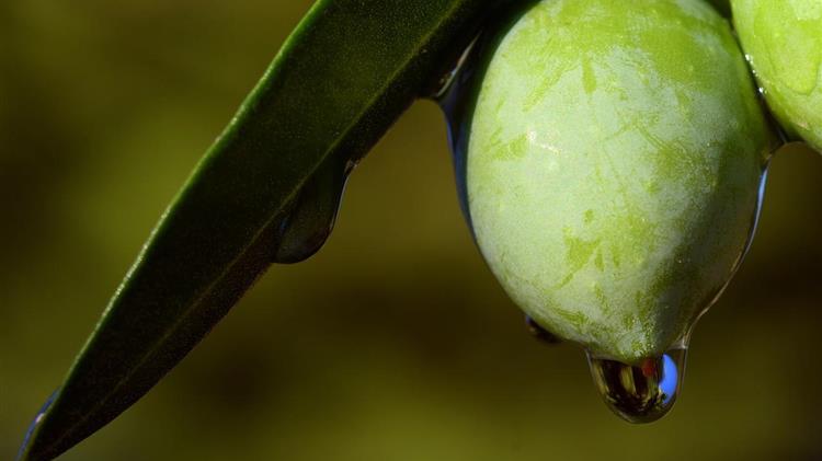 Το National Geographic για το «υγρό χρυσάφι» της Ελλάδας: Από την Ιερή Ελιά στη σύγχρονη παραγωγή