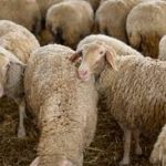 Καμπανάκι για αναζωπύρωση της ευλογιάς στη Μαγνησία
