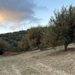 Ελαίας Καρπός