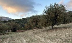 Ελαίας Καρπός