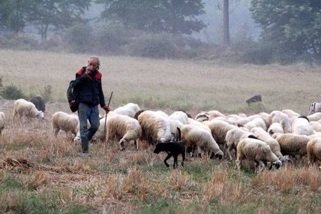 Εκκινούν διαδικασίες στα σχέδια βόσκησης, ανάθεση στην ΚτΠ
