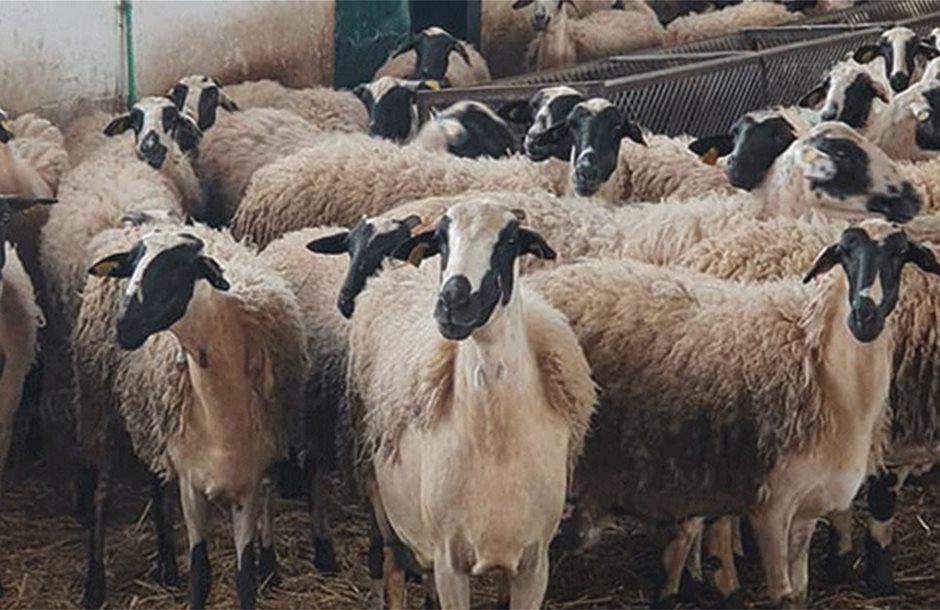 Στη Διαύγεια 3 αποφάσεις για ενισχύσεις κτηνοτρόφων ύψους 3,2 εκατ. ευρώ - Τυροκόμος