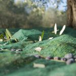 Νέα Γεωργία Νέα Γενιά:  Διαθέσιμος δωρεάν ο Πρακτικός Οδηγός Ελαιοκομίας