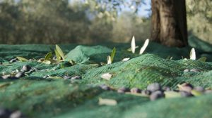 Νέα Γεωργία Νέα Γενιά:  Διαθέσιμος δωρεάν ο Πρακτικός Οδηγός Ελαιοκομίας