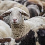 Συναγερμός για νέα κρούσματα ευλογιάς αιγοπροβάτων