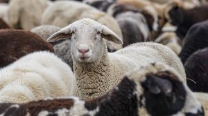Συναγερμός για νέα κρούσματα ευλογιάς αιγοπροβάτων