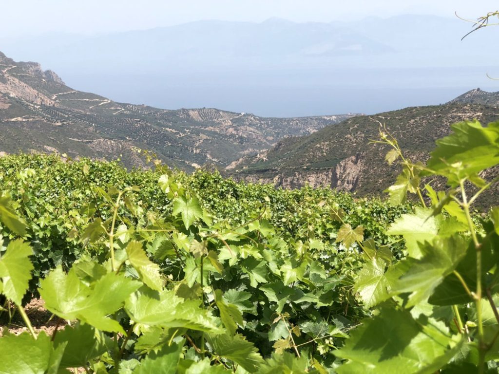 Πρόσκαιρη ανάσα το Μέτρο 23 για αμπελουργούς, ζητούμενο το στρατηγικό σχέδιο - Winetrails