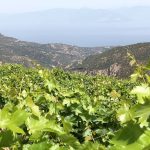 Πρόσκαιρη ανάσα το Μέτρο 23 για αμπελουργούς, ζητούμενο το στρατηγικό σχέδιο - Winetrails