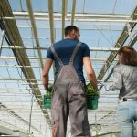Τα 16 σημεία που πρέπει να εξεταστούν πριν την επένδυση σε σύγχρονα υδροπονικά θερμοκήπια - Fresher