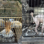 Εξιχνιάστηκε υπόθεση παράνομου εμπορίου ζώων στην περιοχή του Γέρακα