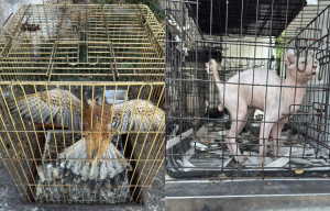 Εξιχνιάστηκε υπόθεση παράνομου εμπορίου ζώων στην περιοχή του Γέρακα