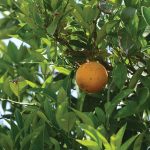 Προσβολές από Μύγα Μεσογείου και φυλλοκνίστη αντιμετωπίζουν οι νεαρές βλαστήσεις εσπεριδοειδών