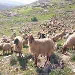 Ευλογιά, ΚΑΠ, βοσκοτόπια, σκάνδαλο ΟΠΕΚΕΠΕ στην συνάντηση κτηνοτρόφων ΑΜ-Θ με περιφερειάρχη