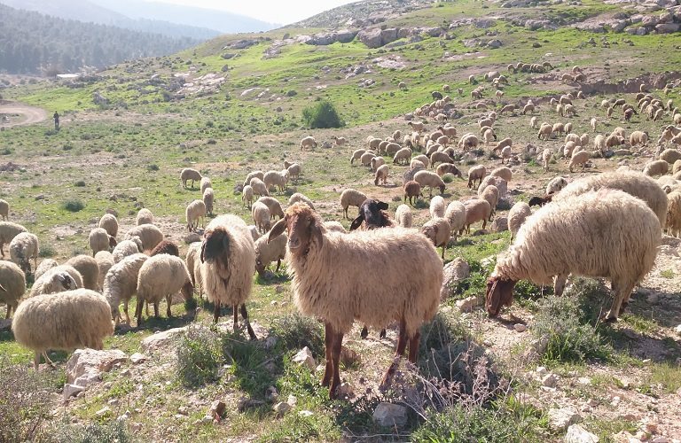 Ευλογιά, ΚΑΠ, βοσκοτόπια, σκάνδαλο ΟΠΕΚΕΠΕ στην συνάντηση κτηνοτρόφων ΑΜ-Θ με περιφερειάρχη