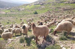 Έκτακτη σύσκεψη στη Θεσσαλία για προβλήματα από ευλογιά