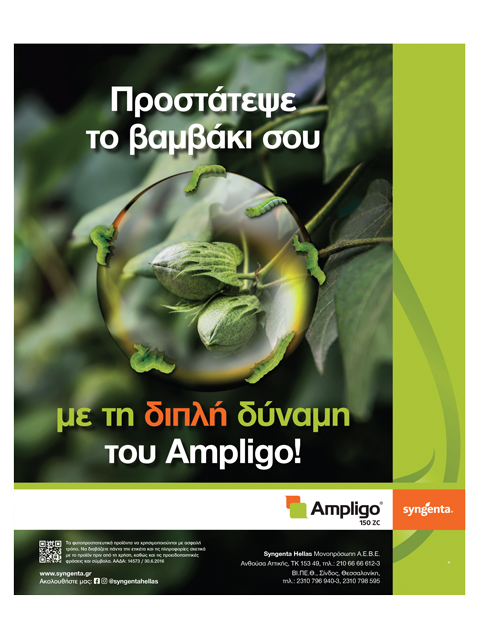 Μήνας εντατικής φροντίδας ο Ιούλιος για το βαμβάκι σε θρέψη και φυτοπροστασία
