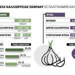 Με ένα ευρώ τα τέσσερα τεμάχια σκόρδου από τη φρέσκια σοδειά