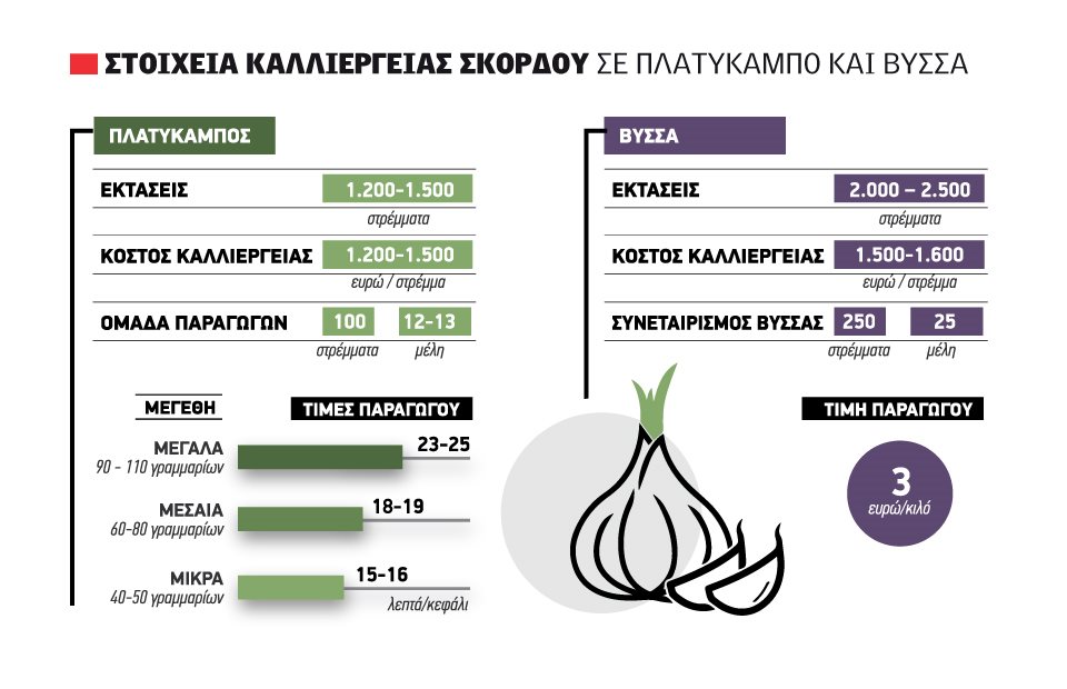 Με ένα ευρώ τα τέσσερα τεμάχια σκόρδου από τη φρέσκια σοδειά