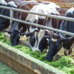 Η TERRA CERT συμμετέχει σε εμβληματικό ερευνητικό έργο για τη θερμική καταπόνηση των παραγωγικών ζώων